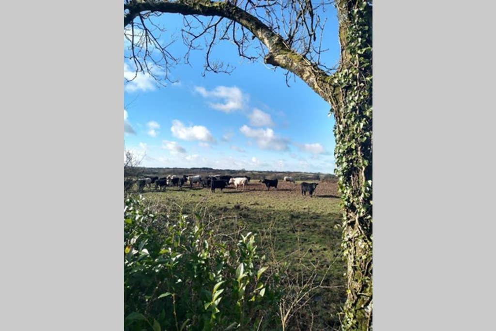 Milking Shed Cottage Narberth Dış mekan fotoğraf